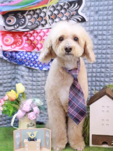 20230506アロマくん